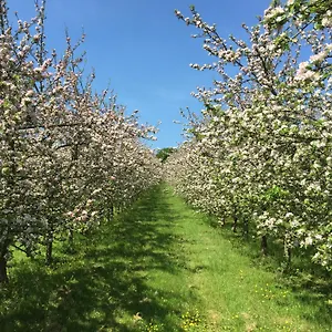 Bowhayes Farm - & Glamping - Bell Tents - Cider Orchard Luxury tent Venn Ottery